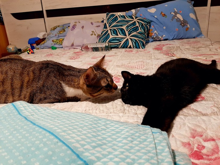 the kiss