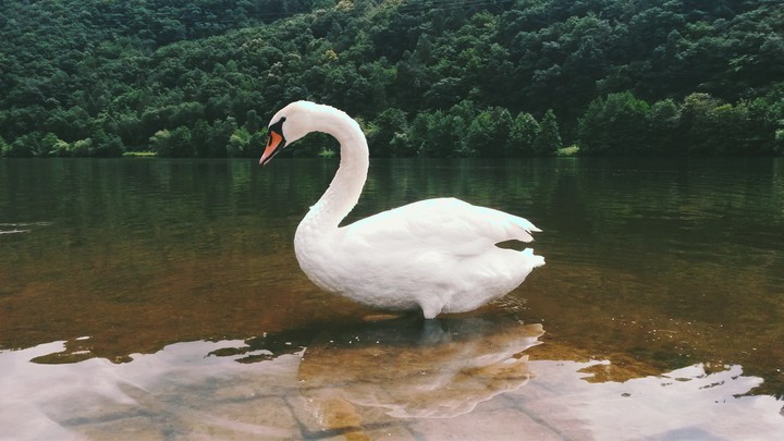 Schwan