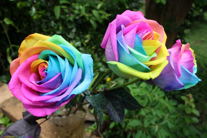 Original Multicolor Roses