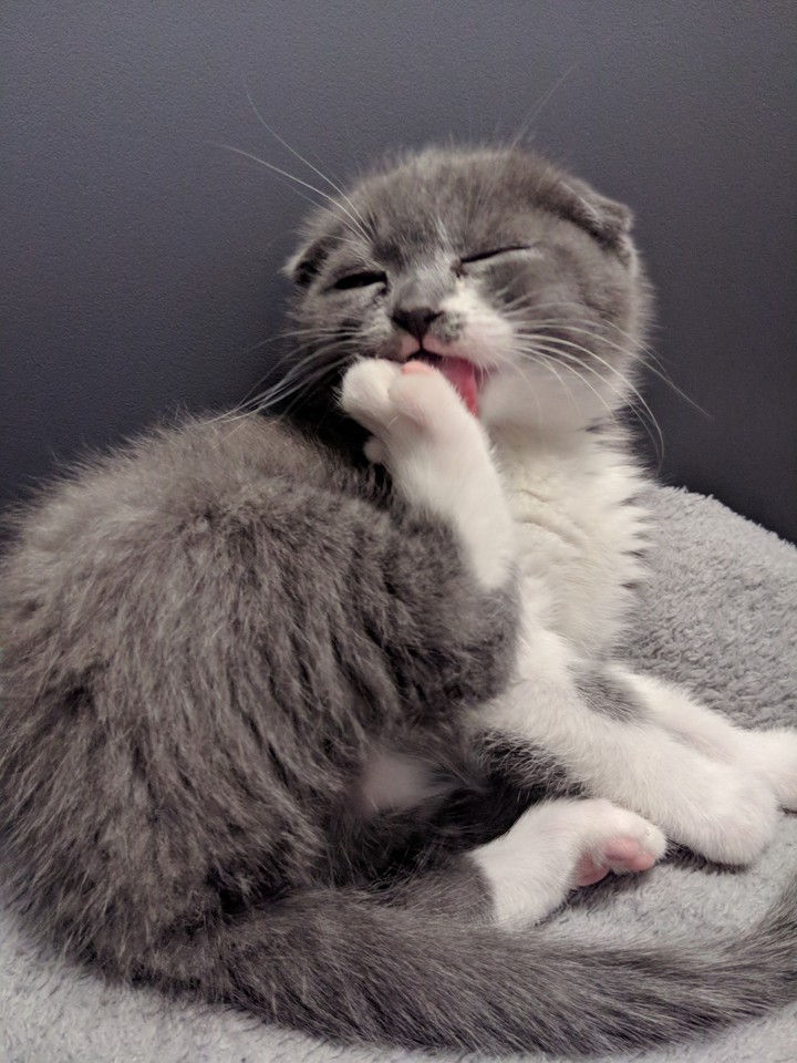 котенок