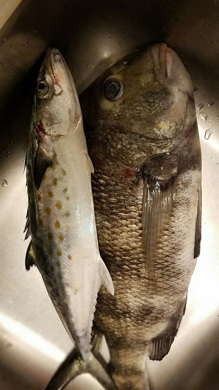 삼치 도미