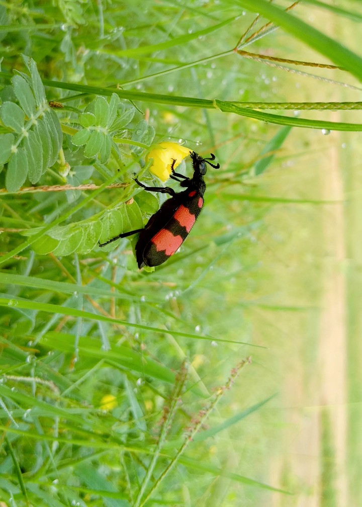 black and orange Beatle