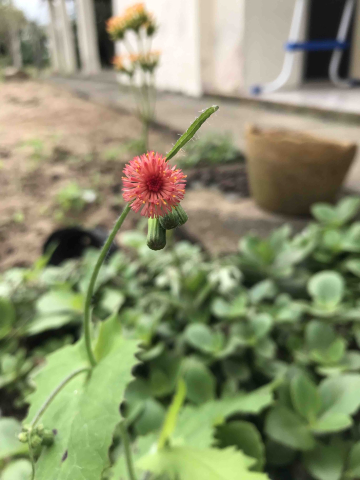 • flower •