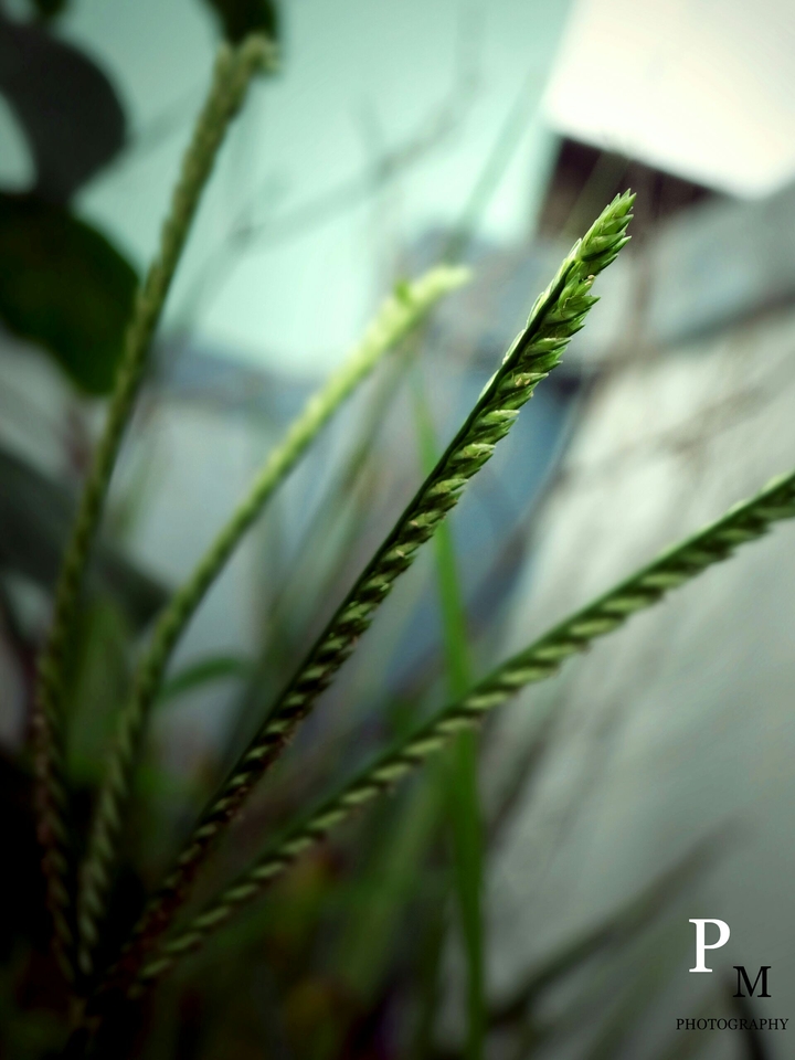 grass