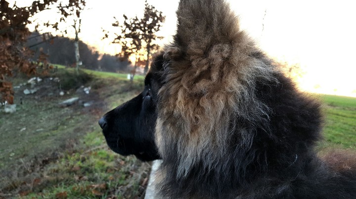 Malko ❤