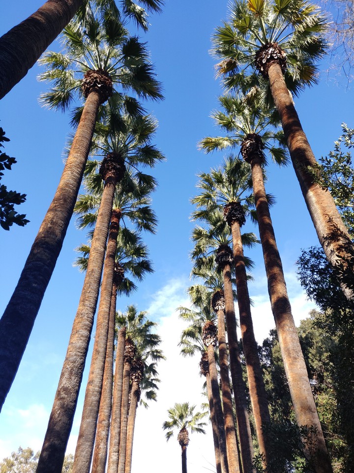 Palm trees