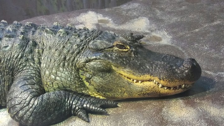 Alligator, Cape May Zoo