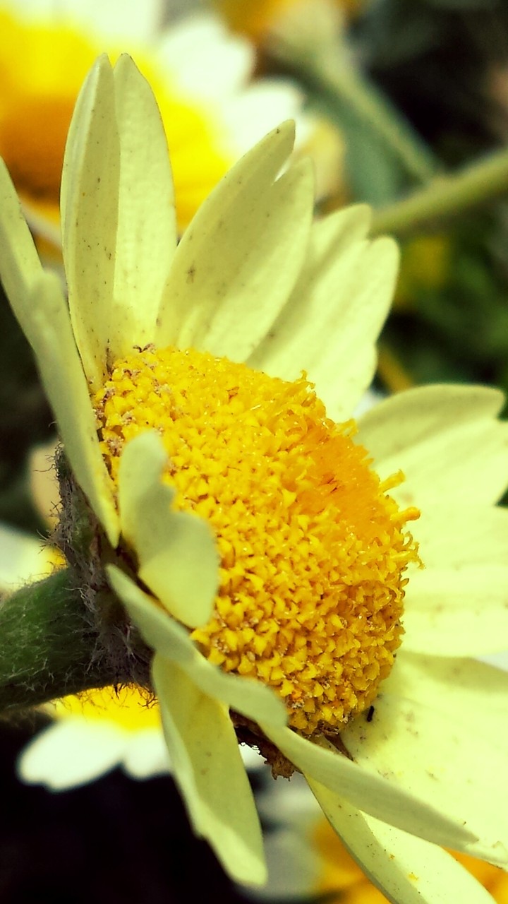 fleur