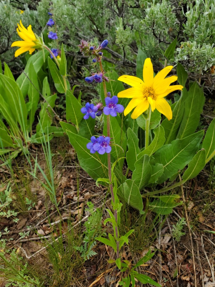 flowers