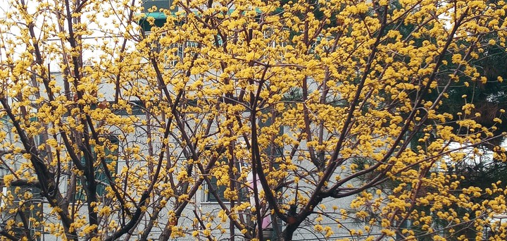 봄의 전령 산수유