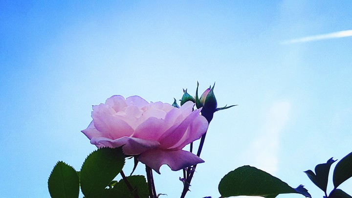 Sky rose
