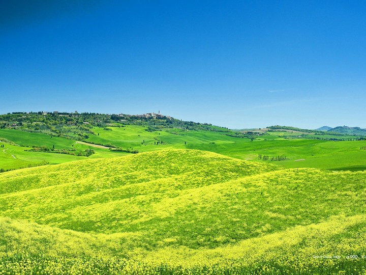 Yellow Field