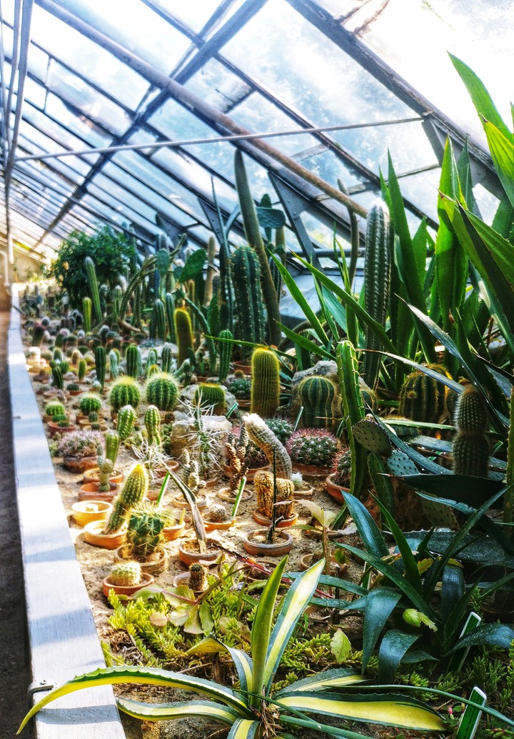 Cactus haven