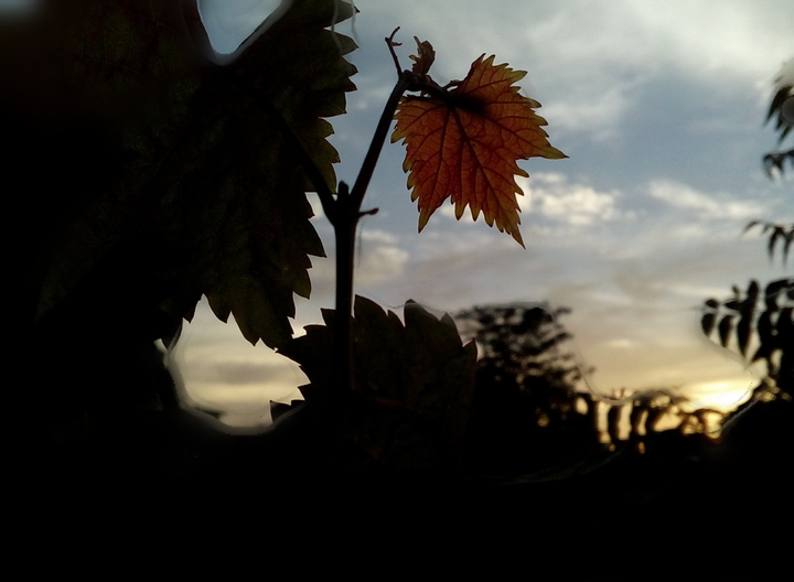 leaf