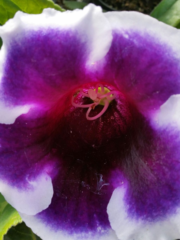 orchid pm