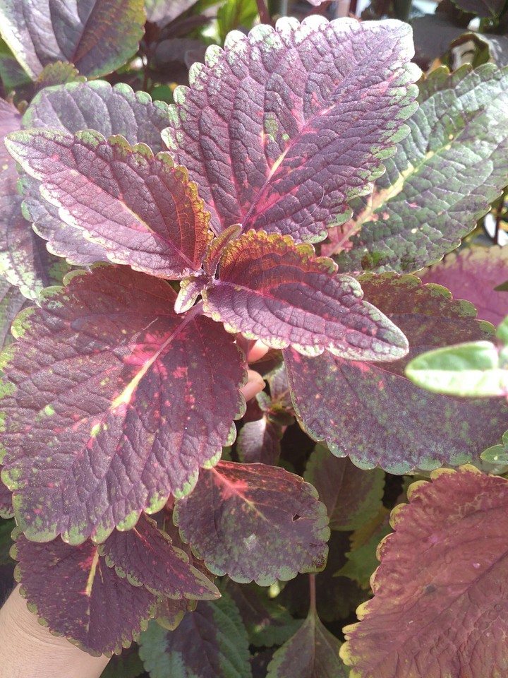 coleus