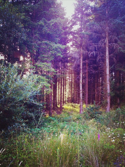 Forest