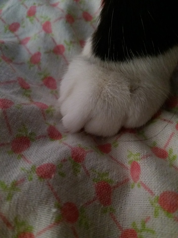 meow