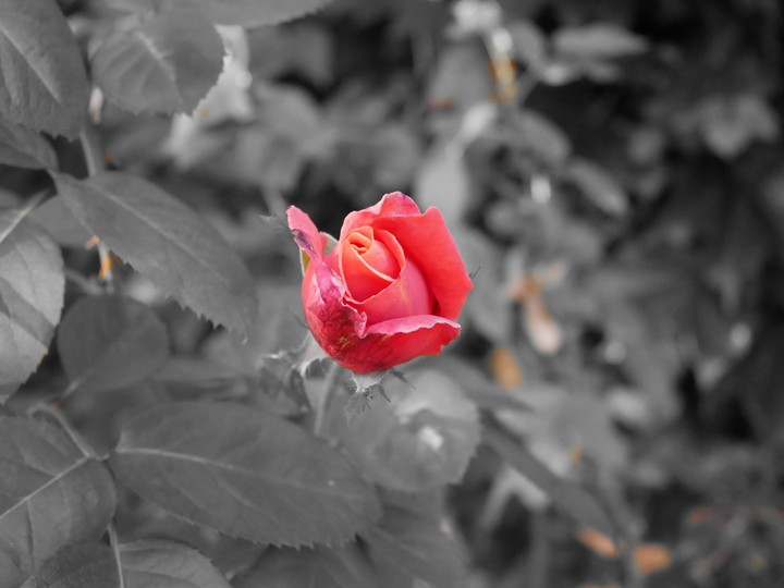 Rose