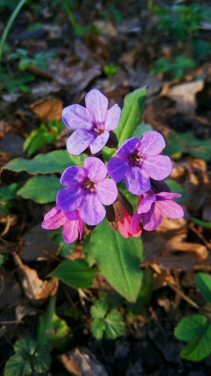 first flowers
