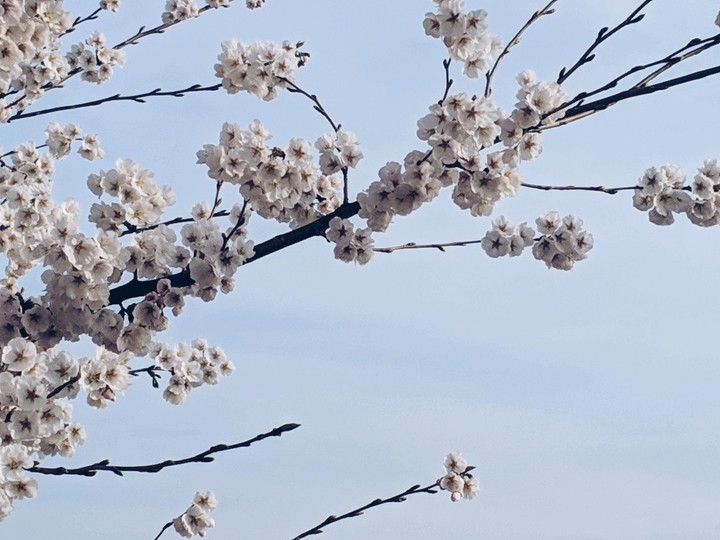 Cherry Blossom, Washington, DC