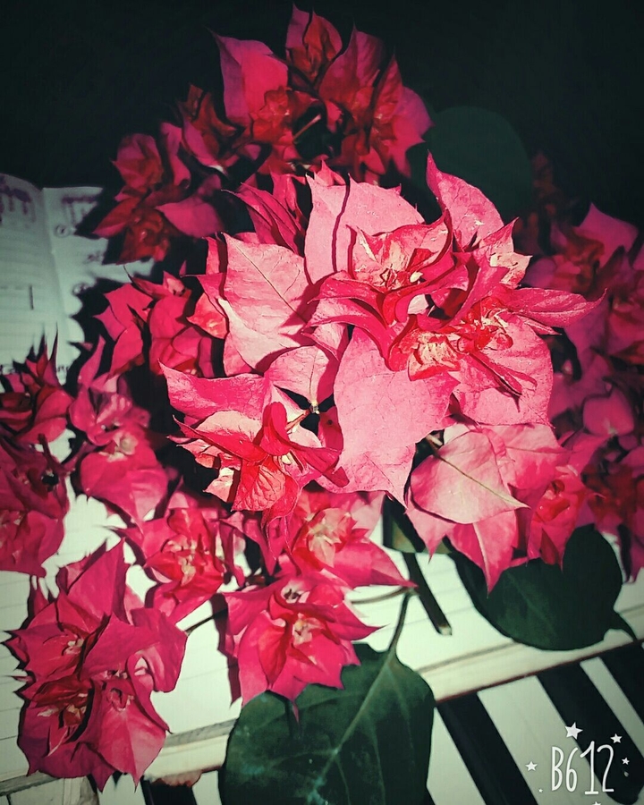 flowers