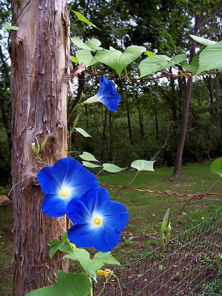 Y❤️ Blue beauty