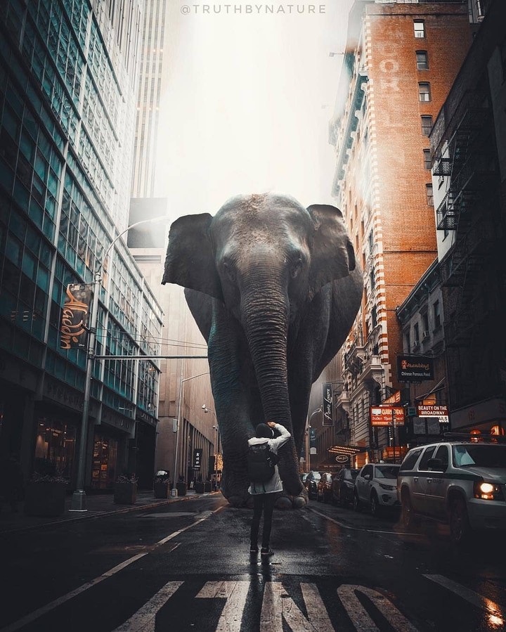Great Elephant
