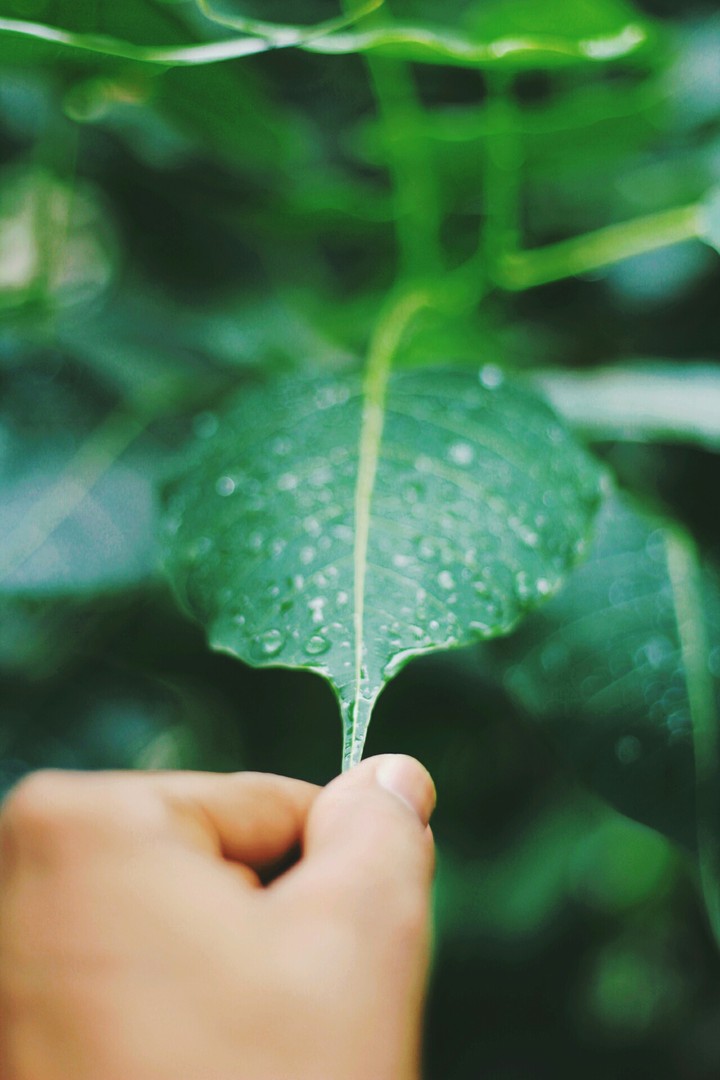 drops