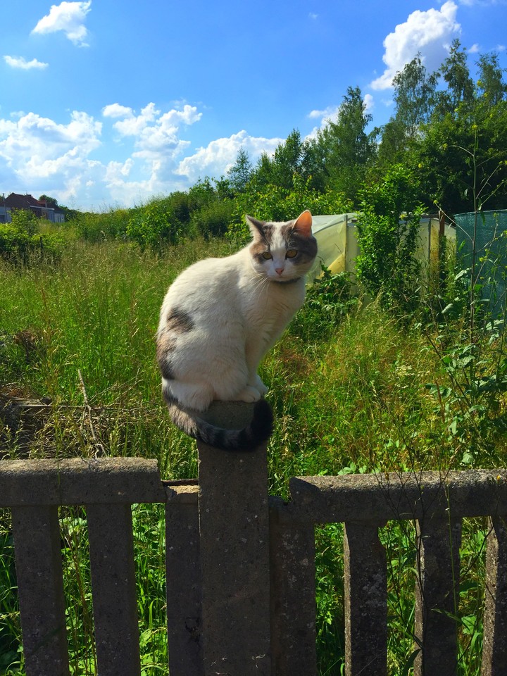 chat perché