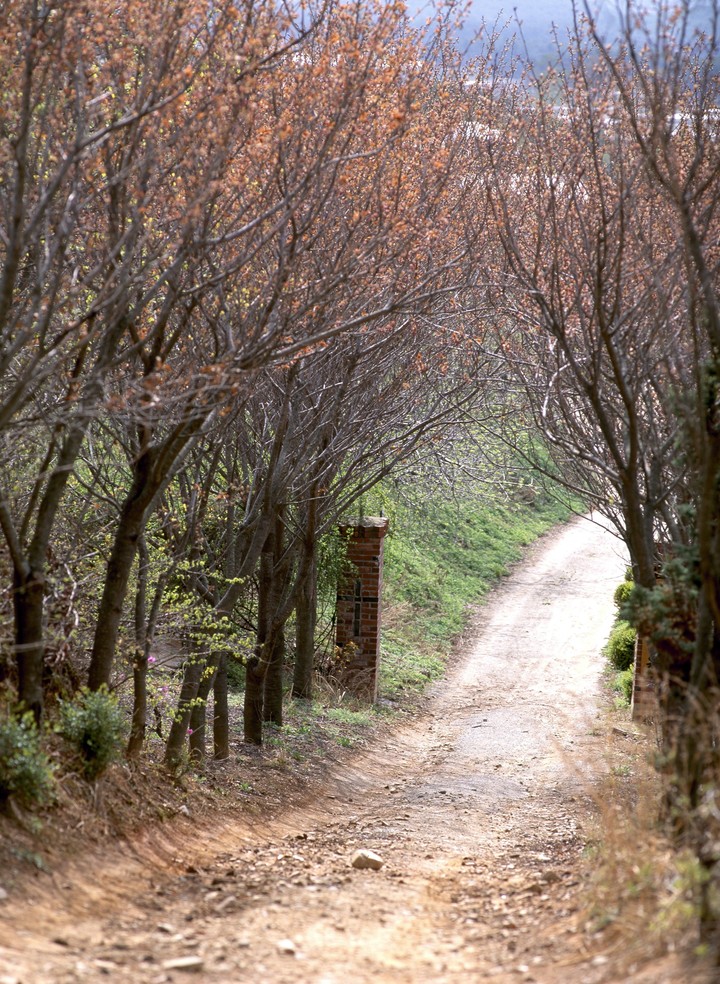 Nature and Road