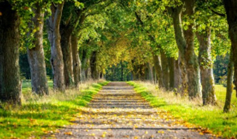 nature walk