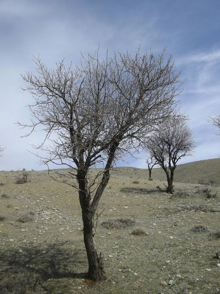 desert trees