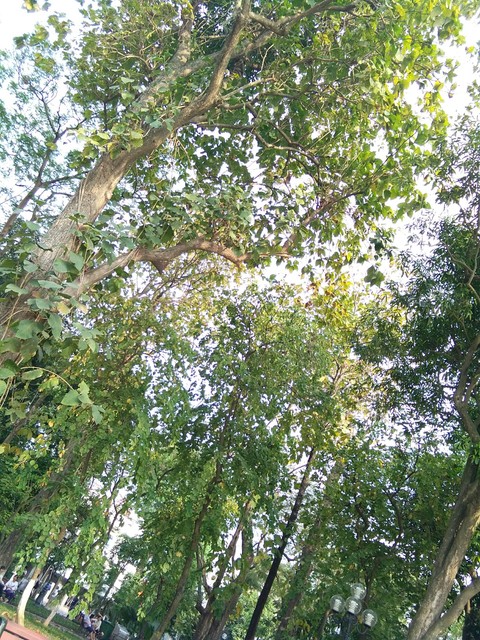 Green Tree