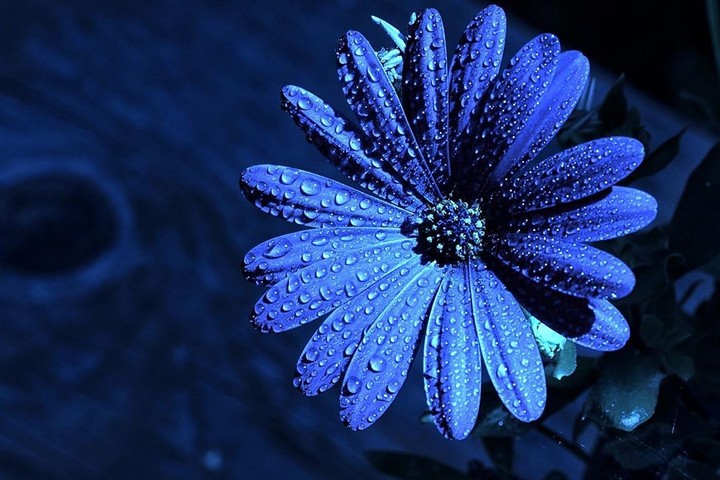 daisy