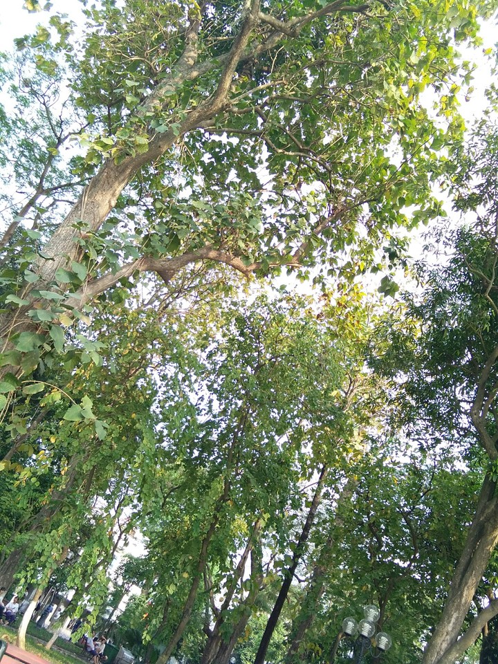 Green Tree