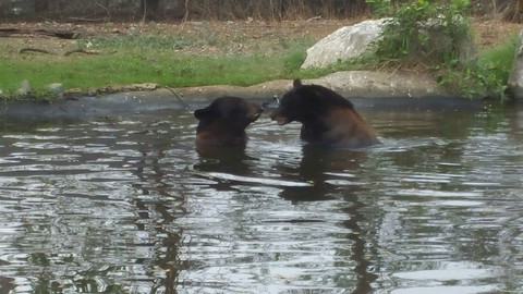bear