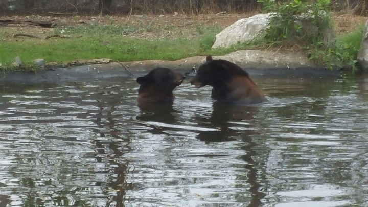 bear