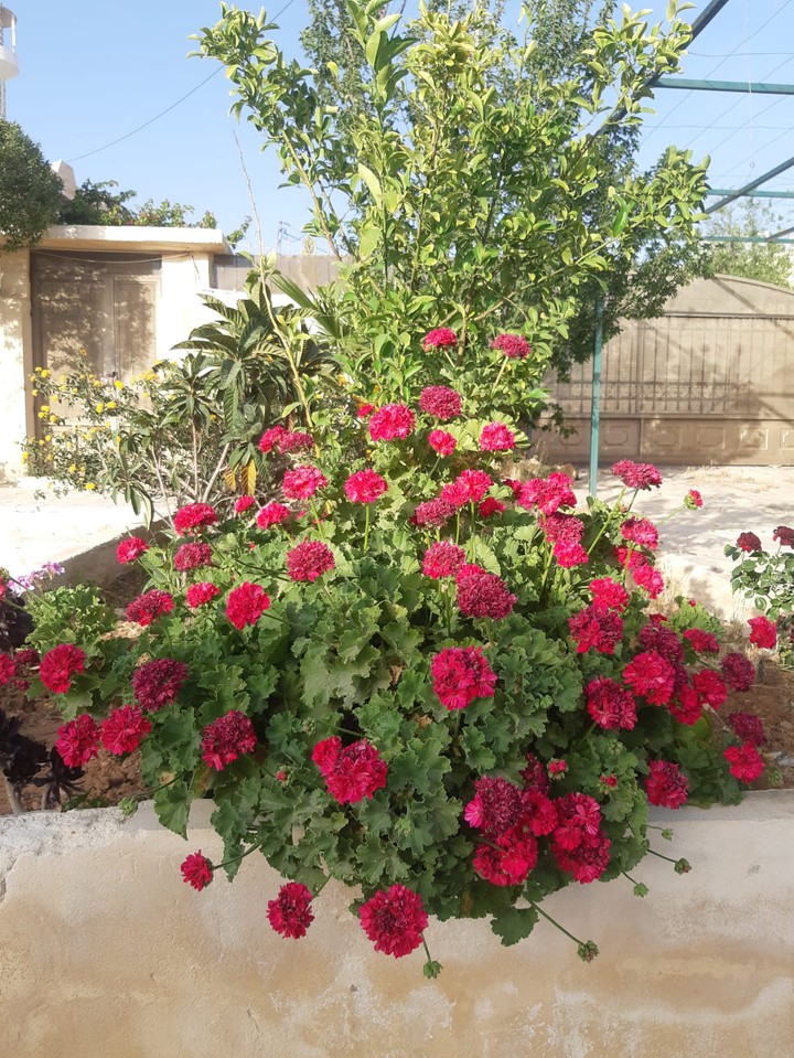 flower