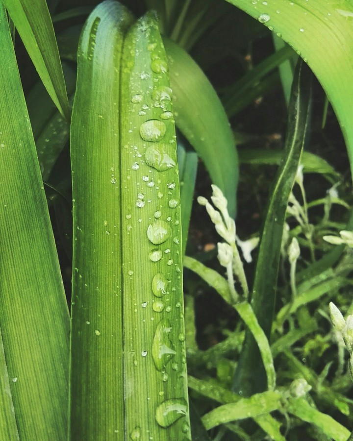 Rain drop