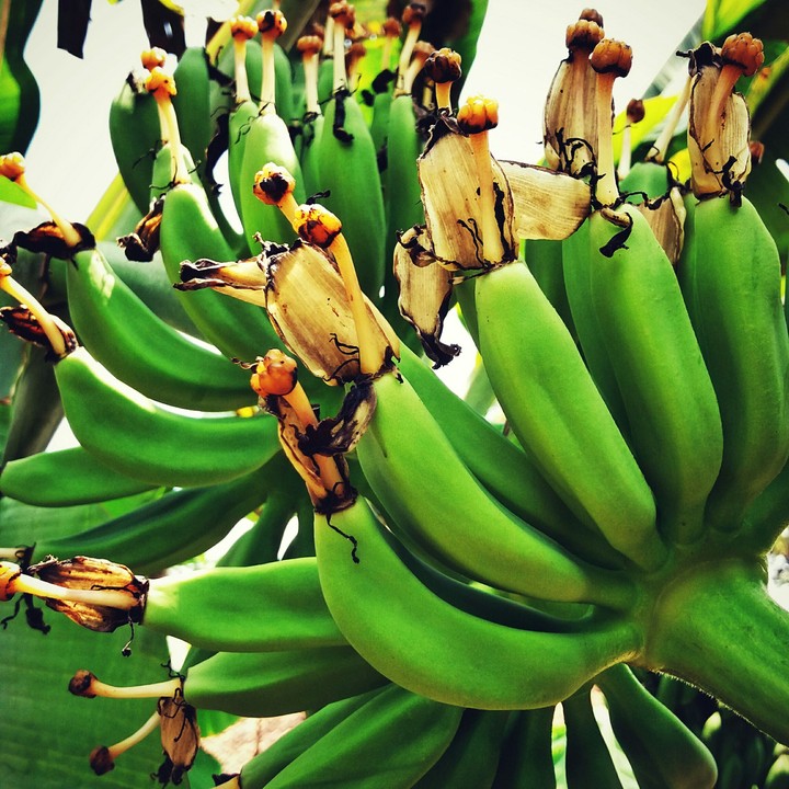 banana