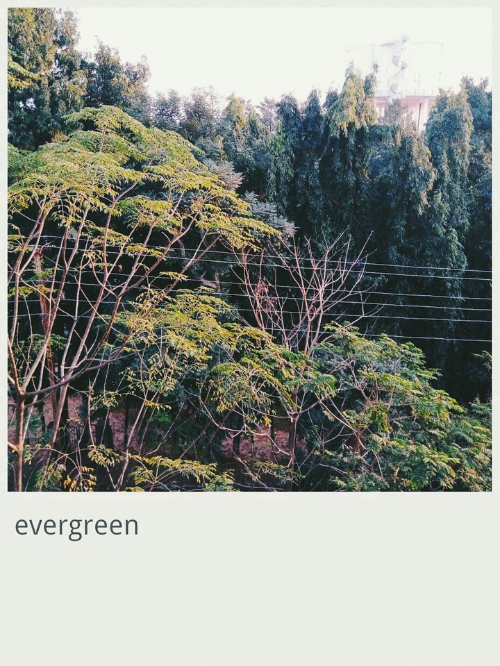 ever green