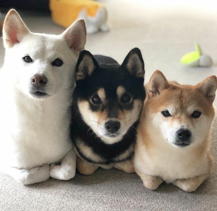 Dogs
