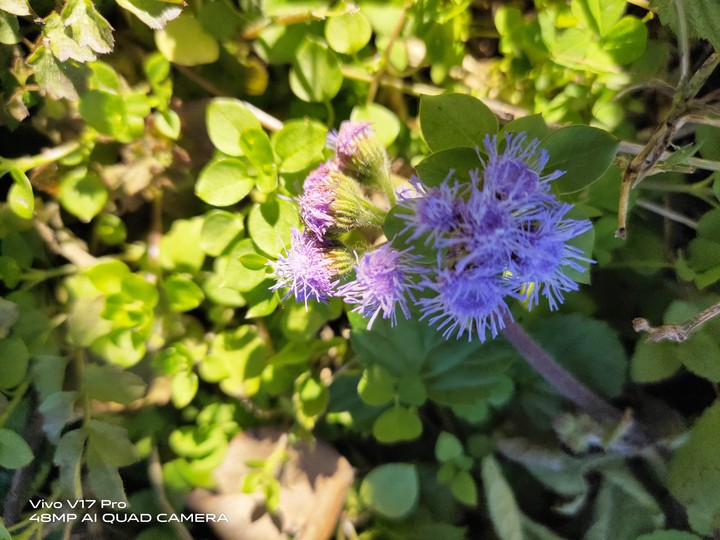 purple flower