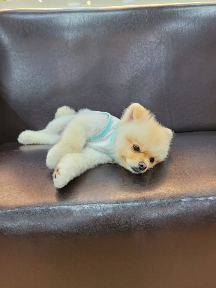 강아지