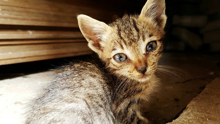 Innocent_cat