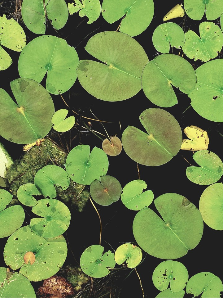Lily pads
