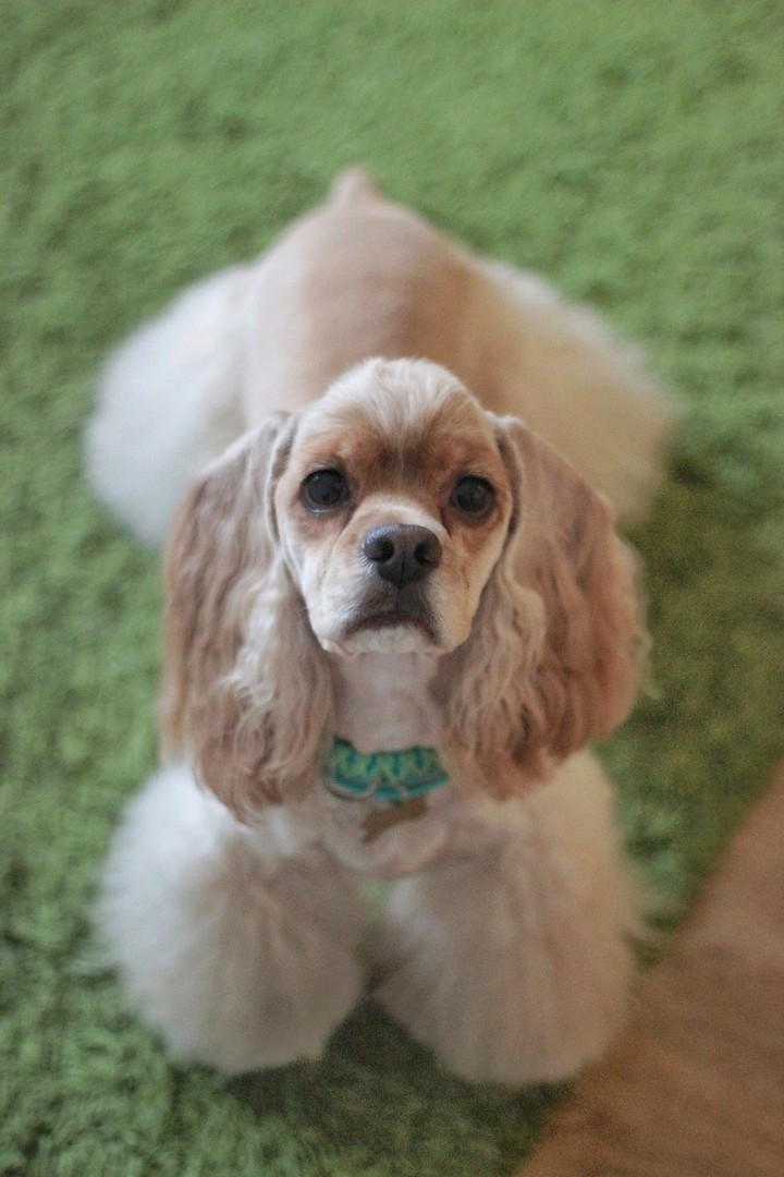 my dog