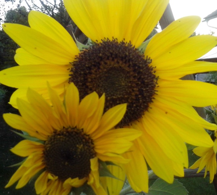 Sunflowers on the graden