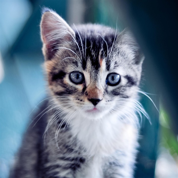 little cat
